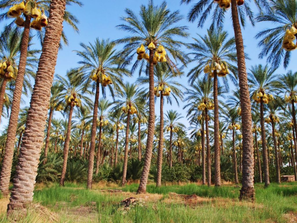 les palmeraies de Tolga