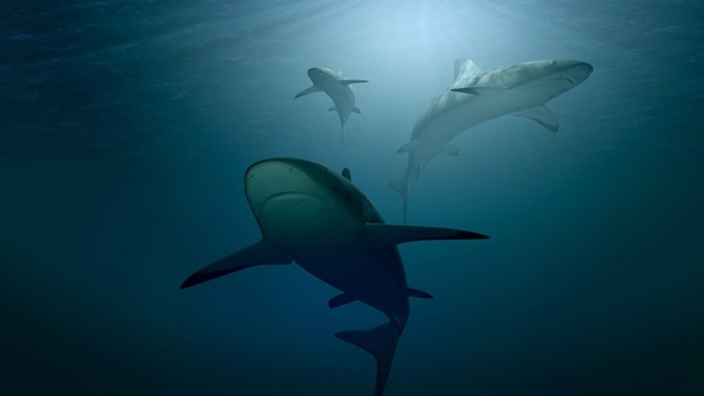 trois requins dans l'ocean