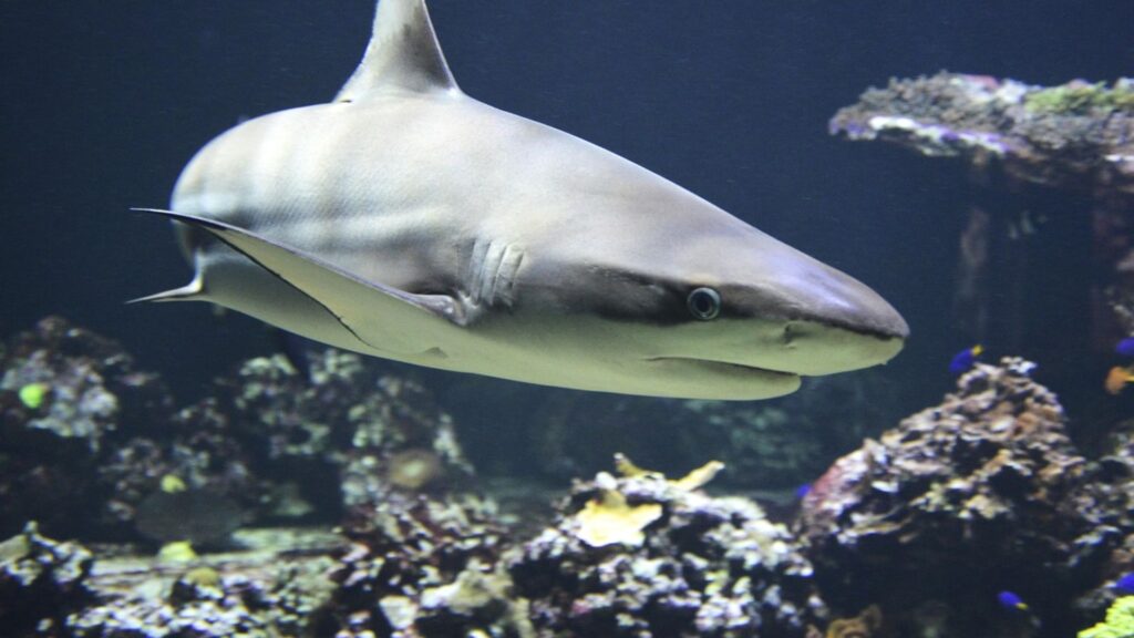 grand requin dans l'océan