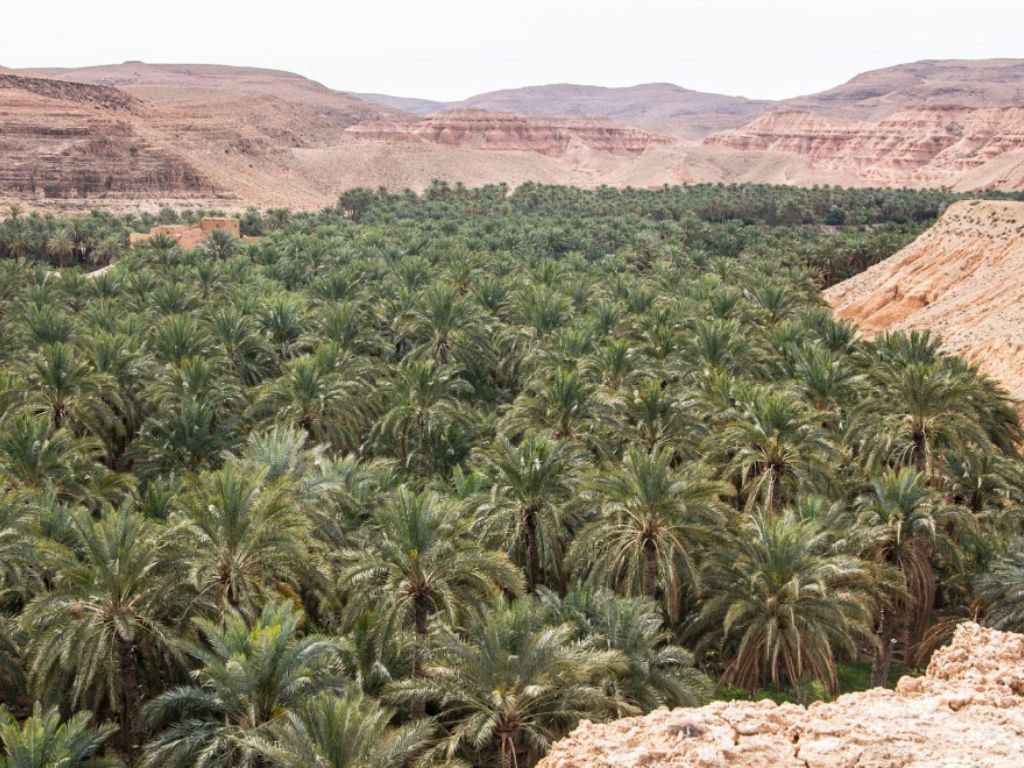 Les palmeraies de Biskra