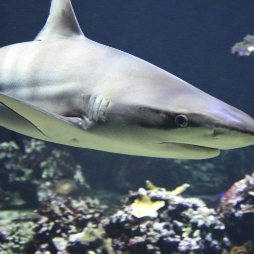 Les espèces de requins qu’on peut croiser au Maroc